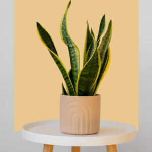 Snake yellow in 6 inch cream/white ceramic pot