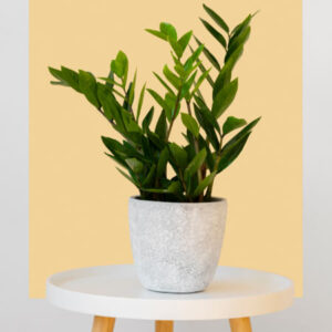 ZZ plant in white 6 inch ceramic pot