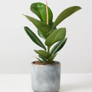 Rubber plant in 6 inch gray/white shade ceramic pot