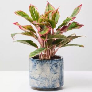 Aglaonema pink lipstick in white different shade ceramic Pot