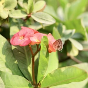 Air Purifying Plants