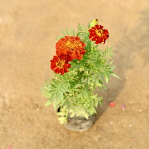 Marigold french in 5 inch nursery bag