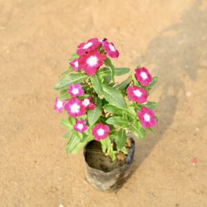 Periwinkle/sadabahaar in 5  inch nursery bag