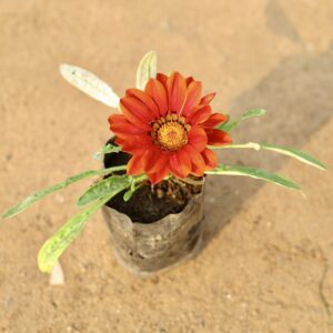 Gazania plant in 5 inch nursery bag