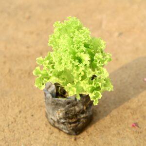 Lettuce Green / Salad Patta in 4 Inch Nursery Bag