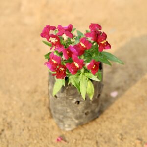 Dog flower in any colour (red or white) 5 inch bag