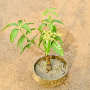 Mango thai all season in round pot