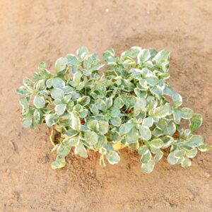 Alternenthera white in 6 inch nursery bag