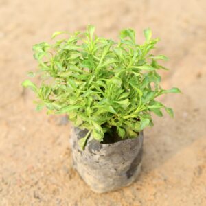 Alternenthera Green in nursery bag