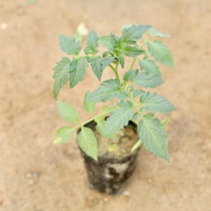Tomato plant in 6 inch pot