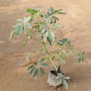 Schefflera green in nursery bag