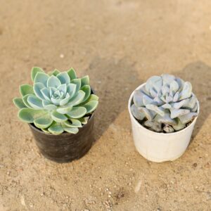 Echeveria Blue & Vishnu Kamal succulents