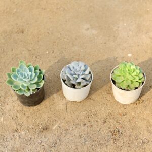 Echeveria Blue, Dinner Plate & Vishnu Kamal succulents Combo
