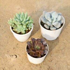 Echeveria Blue, Echevaria Red & Pachyphytum Hookri Succulents