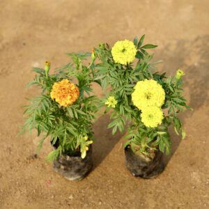 Set of 2 marigold in 6 inch nursery bag