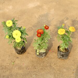 Set of 3 Marigold in nursery bag