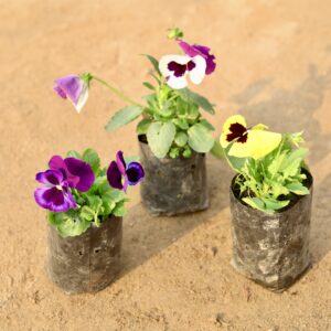 Set of 3 Pansies in nursery bag