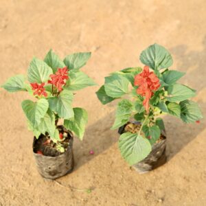 set of 2 salvia in 5 inch nursey bag