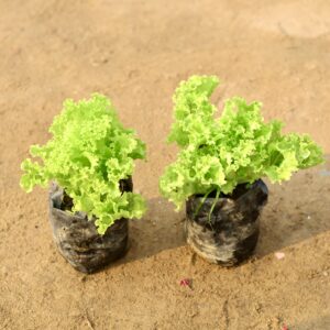 Set of 2 lettuce green / salad patta in 6 inch nursery bag