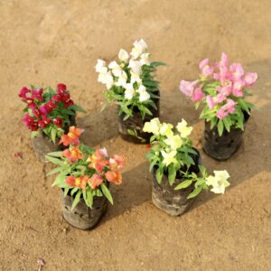 Set of 5  dog flower (multicolour) in nursery bag