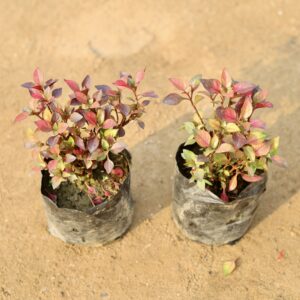 set of 2 Alternenthera red