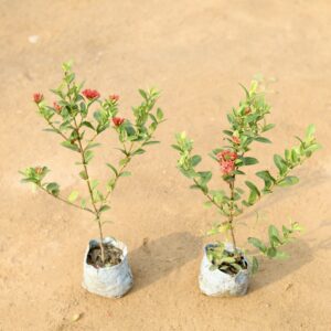 Set of 2 Ixora chinese in nursery Bag