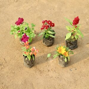 Set of 5 seasonal ( Petunia,Dinthus,Cockscomb, Dog flower and Gazania
