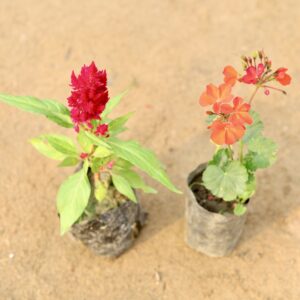 Set of 2 seasonal (Petunia and carnation)