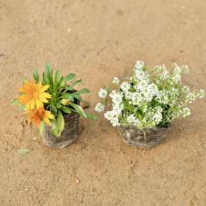 Set of 2 seasonal (Alyssum white and Gazania)