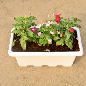 Set of 3 Sadabahar in white 17" window planter