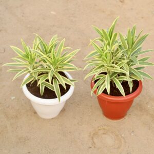 Herbs