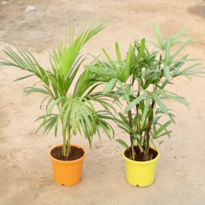 Set of 2 palm Areca palm Rhaphis palm in 10 inch pot (upto 3ft)