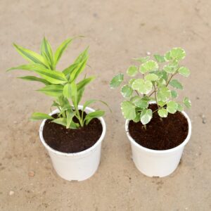 Aralia apple and lucky bamboo plant in white pot