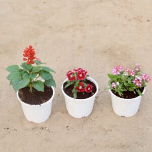 Set of 3 seasonal (Salvia, Dinthus and verbina) in white pot