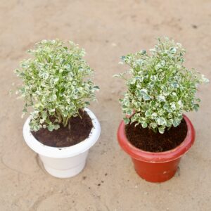 Set of 2 Aralia white variegated