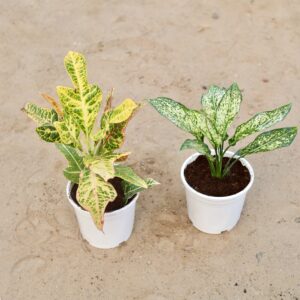 Croton patra and Aglaonema snowwhite
