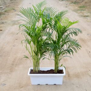 Non-Toxic Plants