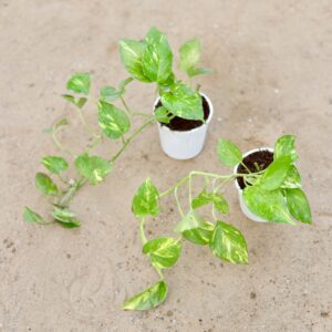 Climbing and Vining Plants