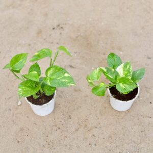 Set of 2 money plant in white pot