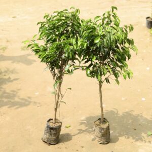 Set of 2 Ficus plant