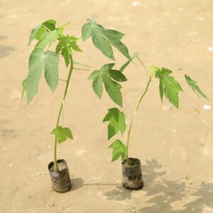 set of 2 Papaya plant