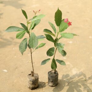 Set of 2 Jatropha plant