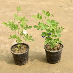 Set of 2 Aprajita blue and white in nursery pot