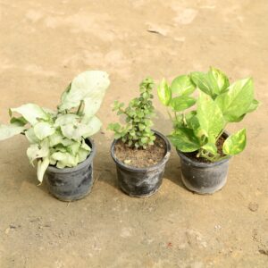 Syngonium white ,jade and money plant