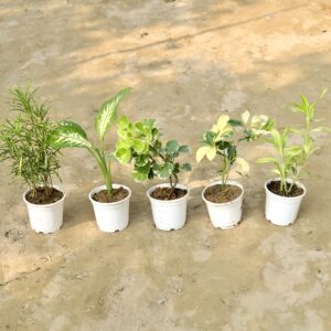 Ready to move in 5 plant Chironji croton, Lucky bamboo,Aralia apple, schefflera variegated, Dieffenbachia plant in white pot