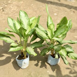 Aglaonema green in nursery bag