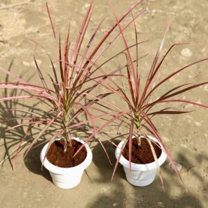Set of 2 Dracena chloroma in white pot