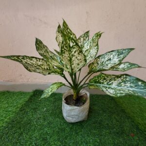 Aglaonaema Snowwhite in nursery bag