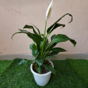 Peace Lilly in 6 inch Nursury Pot