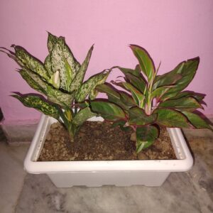 Fully Ready Aglaonema Lipstick & White Plants in 17" Planter